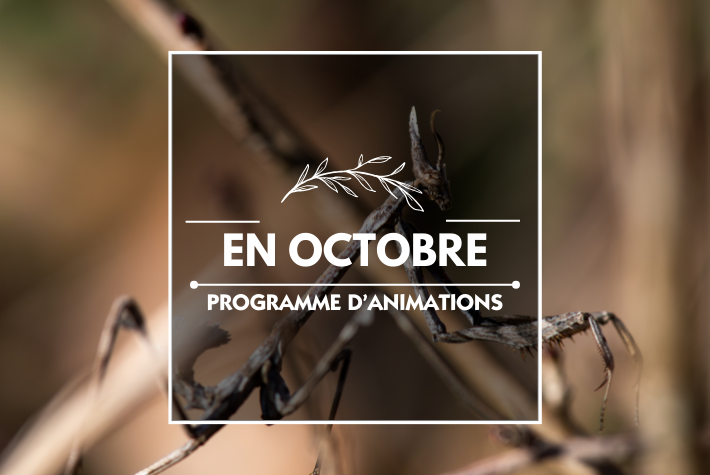 Les animations d'octobre