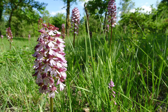 L'orchis Pourpre