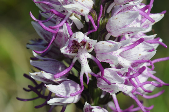 L'orchis singe