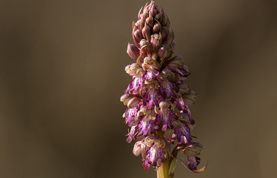 Barlia robertiana / Orchis géant