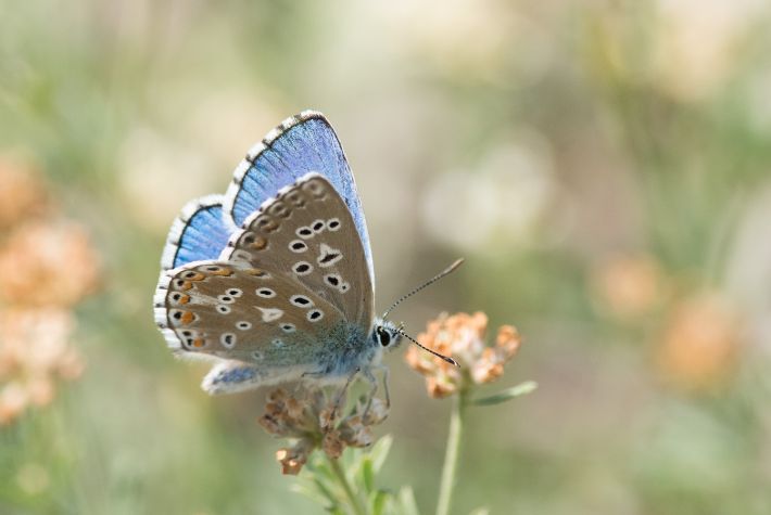 La Fête de la nature 2025